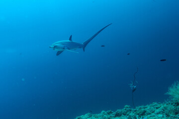 Fototapeta premium Thresher sharks (Alopias sp.) underwater at Malapascua, Cebu, Philippines