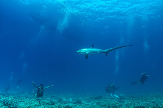 Thresher sharks (Alopias sp.) swimming with scuba divers at Malapascua, Cebu, Philippines