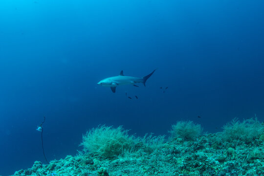 Thresher sharks (Alopias sp.) swimming underwater at Malapascua, Cebu, Philippines