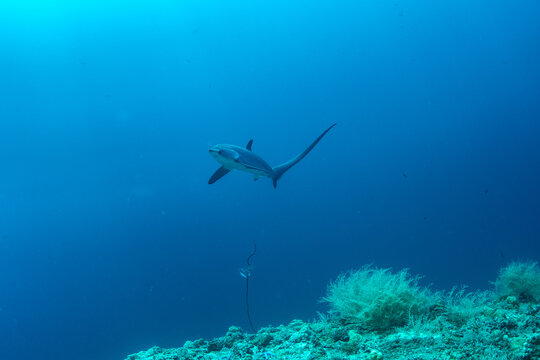 Thresher sharks (Alopias sp.) swimming underwater above tropical coral reef at Malapascua, Cebu, Philippines