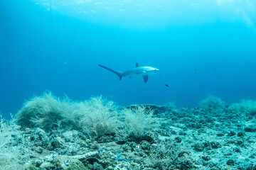Thresher sharks (Alopias sp.) swimming underwater at Malapascua, Cebu, Philippines © Krzysztof Bargiel