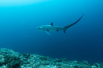 Thresher sharks (Alopias sp.) swimming underwater at Malapascua, Cebu, Philippines