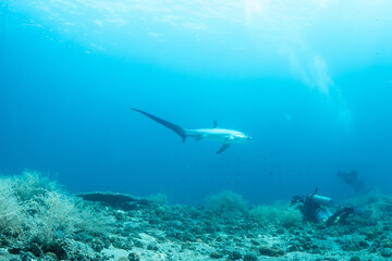 Thresher sharks (Alopias sp.) swimming underwater at Malapascua, Cebu, Philippines