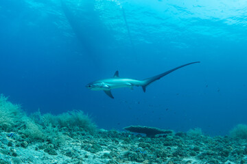 Obraz premium Thresher sharks (Alopias sp.) underwater at Malapascua, Cebu, Philippines