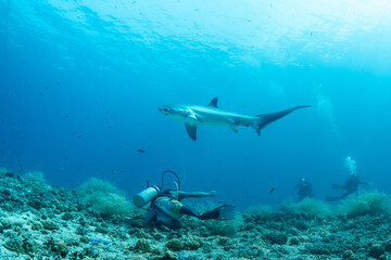 Obraz premium Thresher sharks (Alopias sp.) swimming with scuba divers at Malapascua, Cebu, Philippines