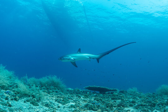 Thresher sharks (Alopias sp.) underwater at Malapascua, Cebu, Philippines