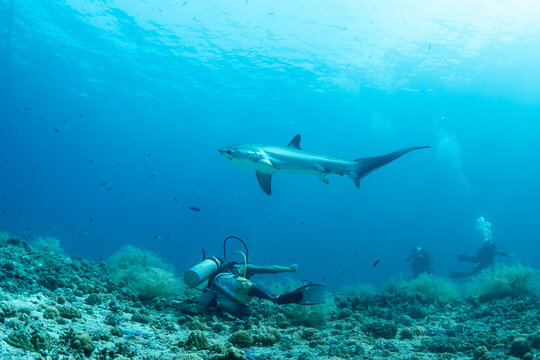 Thresher sharks (Alopias sp.) swimming with scuba divers at Malapascua, Cebu, Philippines