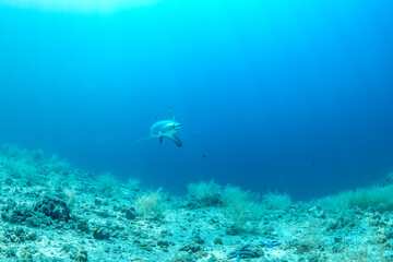 Obraz premium Thresher sharks (Alopias sp.) underwater at Malapascua, Cebu, Philippines