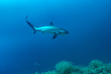 Naklejka premium Thresher sharks (Alopias sp.) swimming in Malapascua waters, Cebu, Philippines