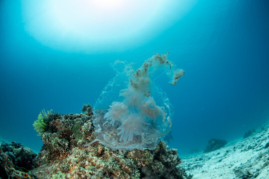 Pelagia noctiluca jellyfish drifting over coral reef in blue tropical water