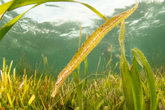 Side profile alligator pipefish blending in seagrass Malapascua shallow tropical waters
