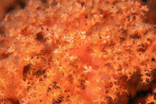 Macro close up of soft coral polyps on tropical reef