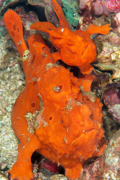 Two painted frogfish close together underwater in Malapascua Philippines