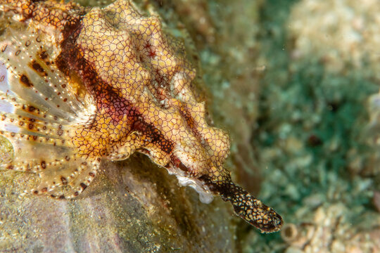 Dragon seamoth Eurypegasus draconis macro portrait on reef