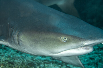Fototapeta premium Whitetip reef shark (Triaenodon obesus) close-up, Gato Island, Malapascua, Philippines