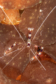Coral banded shrimp "Stenopus hispidus" close-up, Malapascua, Philippines