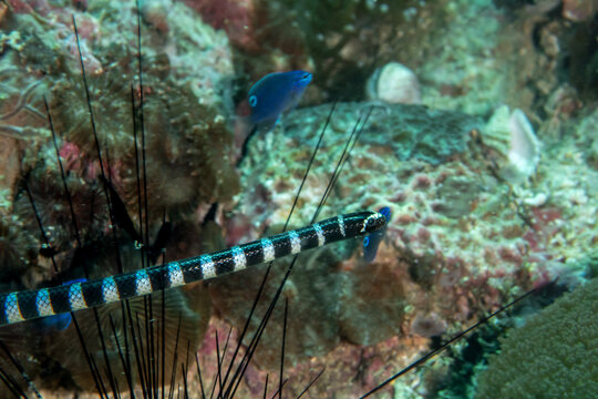 Yellow-lipped sea krait close-up on head (Laticauda colubrina), Malapascua, Philippines