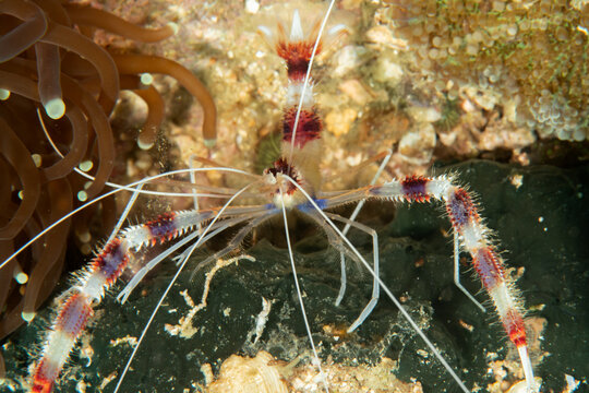 Coral banded shrimp (Stenopus hispidus) close-up, Malapascua, Philippines
