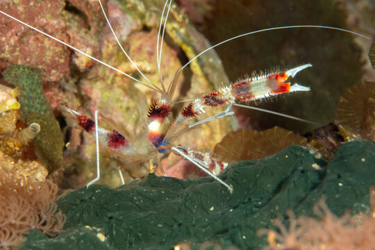 Coral banded shrimp (Stenopus hispidus) close-up, Malapascua, Philippines