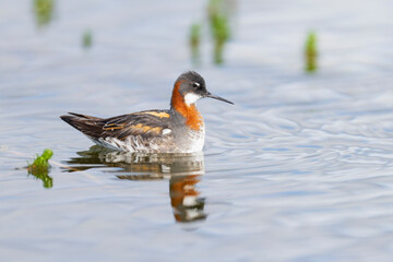Red‑necked Phalarope (Phalaropus lobatus)