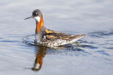 Red‑necked Phalarope (Phalaropus lobatus)