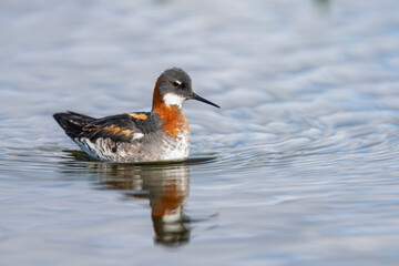 Red‑necked Phalarope (Phalaropus lobatus)