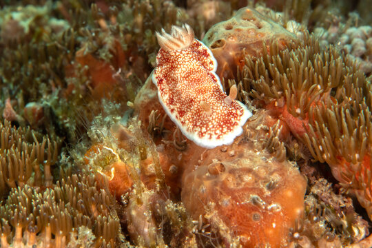 Reticulated nudibranch Goniobranchus reticulatus moving across coral reef in Malapascua