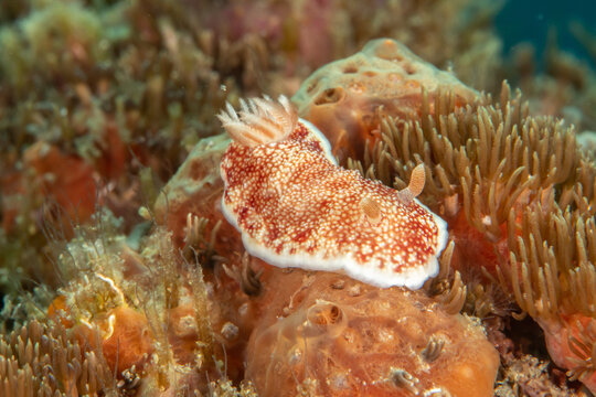 Macro portrait of reticulated nudibranch Goniobranchus reticulatus crawling on coral reef