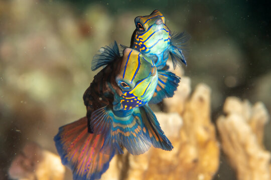 Mating mandarinfish (Synchiropus splendidus), Malapascua, Philippines