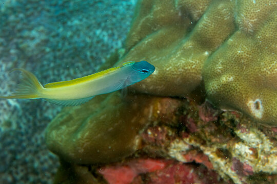 Forktail blenny Meiacanthus atrodorsalis swimming above coral reef in Malapascua