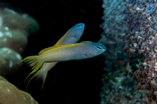Pair of forktail blennies Meiacanthus atrodorsalis near broken coral on reef