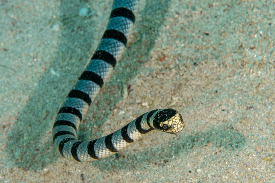 Yellow-lipped sea krait close-up on head (Laticauda colubrina), Puerto Galera, Philippines