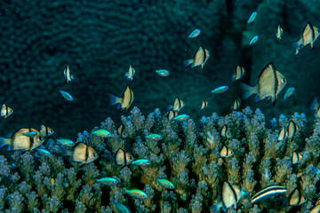Obraz premium Mixed school of Chromis species in tropical reef, Puerto Galera, Philippines