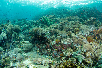 Vibrant Underwater Coral Reef Full of Tropical Fish, Philippines © Krzysztof Bargiel