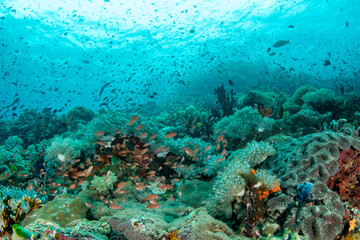 Vibrant Tropical Coral Reef and Clear Ocean Water, Philippines © Krzysztof Bargiel