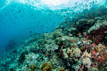 Colorful Reef Fish Swimming Above Coral, Verde Island Philippines © Krzysztof Bargiel