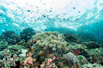 Clear Blue Underwater Reef Full of Tropical Fish, Verde Island © Krzysztof Bargiel