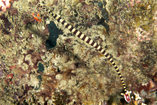 Banded Pipefish Macro Closeup in Puerto Galera, Philippines