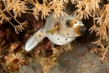 Dog-Faced Pufferfish on Tropical Coral Reef, Puerto Galera © Krzysztof Bargiel