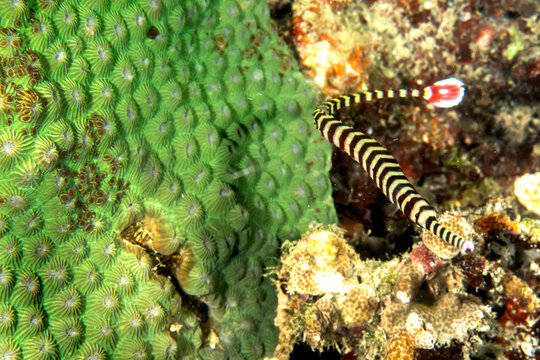 Banded pipefish (Dunckerocampus dactyliophorus) close-up, Puerto Galera, Philippines