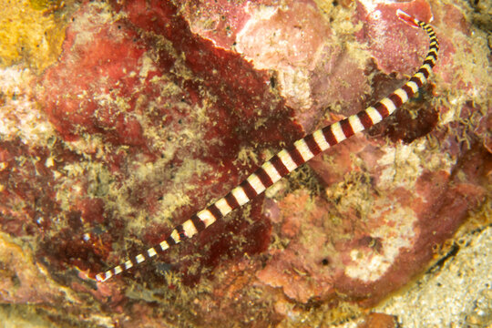 Banded pipefish (Dunckerocampus dactyliophorus) close-up, Puerto Galera, Philippines