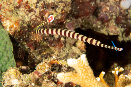 Banded pipefish (Dunckerocampus dactyliophorus) close-up, Puerto Galera, Philippines