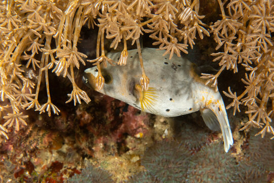 Tropical Pufferfish Closeup on Reef in Puerto Galera, Philippines