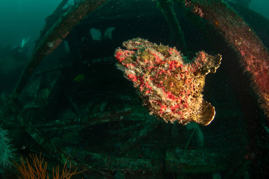Giant frogfish (Antennarius commerson) on shipwreck, Puerto Galera, Philippines