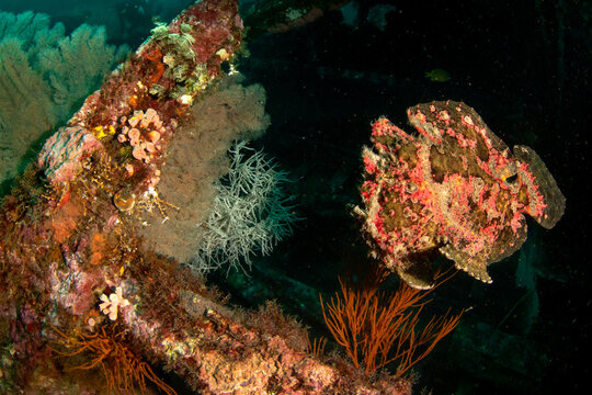 Giant frogfish (Antennarius commerson) on shipwreck, Puerto Galera, Philippines