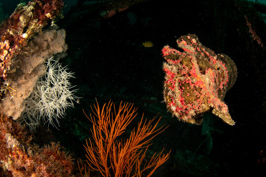 Giant frogfish (Antennarius commerson) on shipwreck, Puerto Galera, Philippines