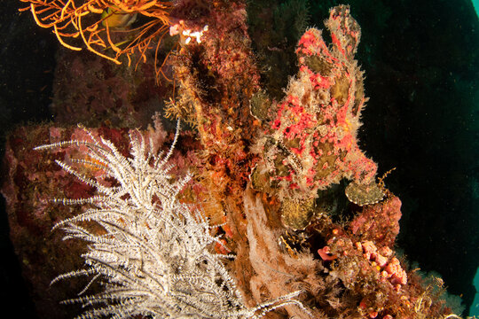 Giant frogfish (Antennarius commerson) on shipwreck, Puerto Galera, Philippines