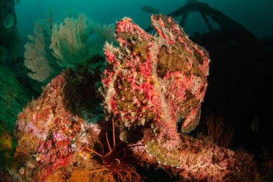 Giant frogfish (Antennarius commerson) on shipwreck, Puerto Galera, Philippines