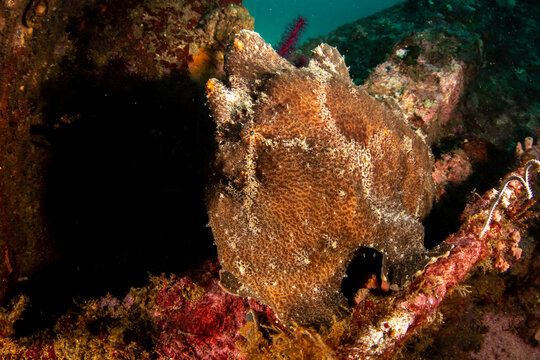 Giant frogfish (Antennarius commerson) on shipwreck, Puerto Galera, Philippines