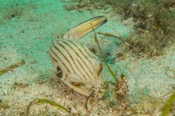 Striped puffer (Arothron manilensis) close-up, Puerto Galera, Philippines © Krzysztof Bargiel